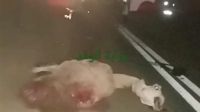 مصرع شخص وإصابة ثلاثة آخرين في حادث تصادم جمل بطريق نوبيع 