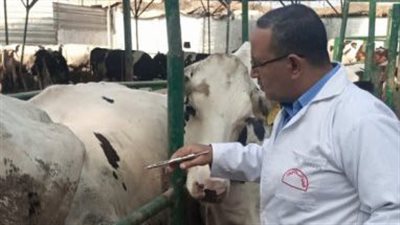  فحص 6131 رأس ماشية ضد البروسيلا والسل البقري بالشرقية