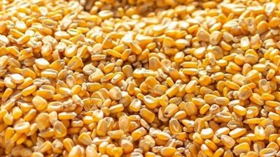أسعار العقود الآجلة للذرة الأميركية تلامس أدنى مستوياتها في 3 سنوات