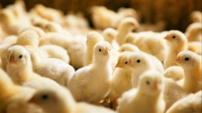 أسعار الكتاكيت صباح اليوم الأحد من أرض المزرعة