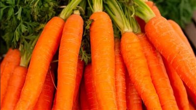 الجزر يساعد في خفض الكوليسترول وتحسين البكتيريا المعوية