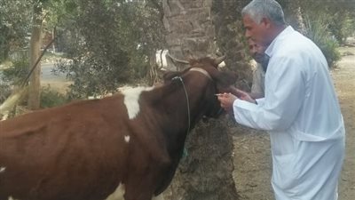 جامعة الزقازيق توجه قافلة بيطرية لقرية حسن بيه مركز بلبيس بالشرقية