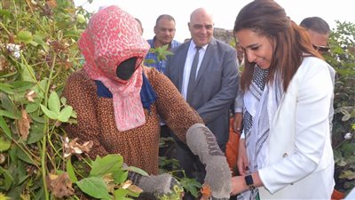 صور نائب محافظ البحيرة تشهد بدء موسم جني القطن بقرية بركة غطاس بأبو حمص