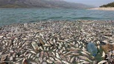 حقيقة تداول أسماك نافقة بالأسواق 