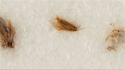 صراصير وملابس داخلية متسخة.. أغرب 8 قطع تم بيعها في المزادات