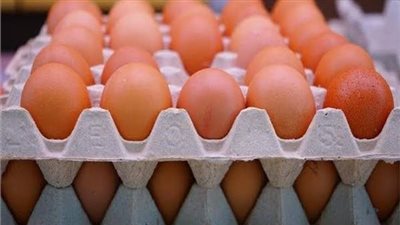 أسعار البيض خلال تعاملات اليوم الخميس بالمزرعة.. الكرتونة بكام