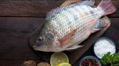 طبيبة تكشف مفاجأة حول السمك البلطي وسن الشيخوخة