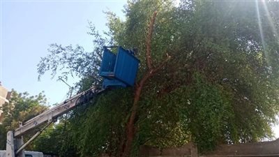 حملة لتهذيب الأشجار بشارع الأقصر في قنا