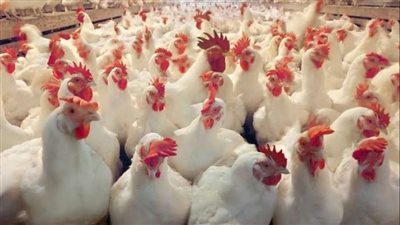 أسعار الدواجن اليوم السبت في الأسواق المصرية للمستهلك