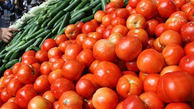 أسباب انخفاض أسعار الطماطم بالأسواق