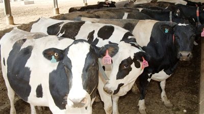 اسعار اللحوم خلال تعاملات اليوم الأحد من أرض المزرعة وللمستهلك