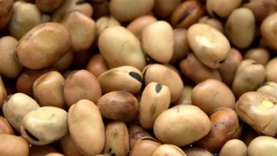 سعر الفول اليوم الأحد عند تاجر الجملة