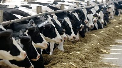 أسعار اللحوم صباح اليوم الأحد من أرض المزرعة