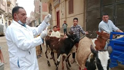قافلة بيطرية مجانية لقرية تلبانة بمنيا القمح 