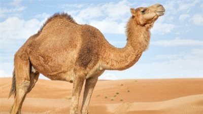 هل لحم الإبل ينقض الوضوء.. اعرف الإجابة