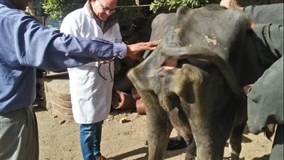 قافلة جامعة الزقازيق البيطرية لقرية تل مسمار 