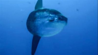 سمكة الشمس تظهر قبالة سواحل مرسى علم 