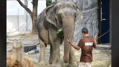 نفوق الفيل الأكثر حزنًا في العالم (صور)