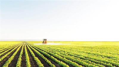 تعزيز الأمن الغذائي المصري.. تحديات  وإيجابيات