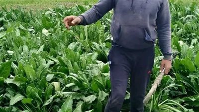 هلت بشاير الخير.. بنجر السكر يكسو غيطان الشرقية 