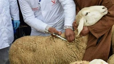 بيطري قوص يحصن 2208 رأس ماشية بقنا