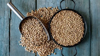 بديل للحوم.. فوائد العدس البني| منها مكافحة السرطان