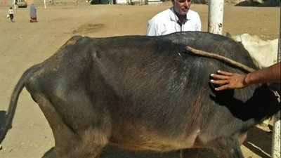 جامعة الزقازيق توجه قافلة بيطرية لقرية كفر أبو نجم 