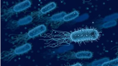 بكتيريا الشيغيلا.. انتقام السماء من جنود الاحتلال فما قصتها؟