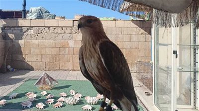 اكتشاف سر ديناميكية الطيران لدى الطيور