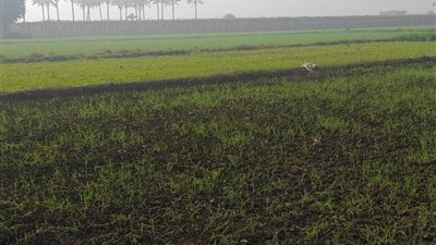 مع انطلاق موسم زراعة القمح بالدقهلية.. مطالب بدعم المحصول