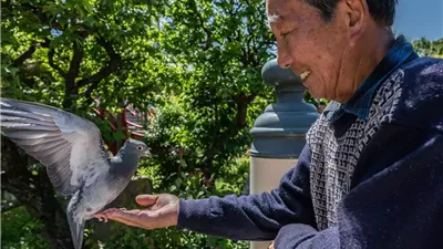 اعتقال سائق تاكسي ياباني بتهمة دهس حمامة