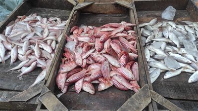 ارتباك في أسعار السمك بالبحيرة.. والكيلو بـ100جنيه