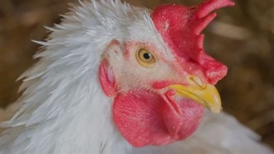 أسعار الدواجن صباح اليوم الأحد بالمزرعة