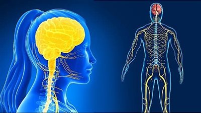الجليسين يؤثر على الجهاز العصبي.. طبيبة تكشف مفاجأة 