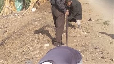 زراعة أشجار زينة بطرق المنيا 