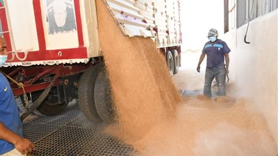 حصر مساحات القمح المزروعة بالموسم الجديد في قنا