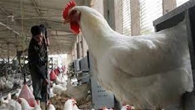 المعهد الزراعي يؤكد عدم ذبح سلالات الدواجن المصرية النادرة