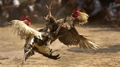 بيربوها مخصوص.. القليوبية تتفنن في مصارعة الديوك ومربي يكشف مصير المهزوم (شاهد)
