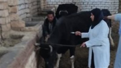 تحصين 124 ألف رأس ماشية ضد الأمراض بالبحيرة 