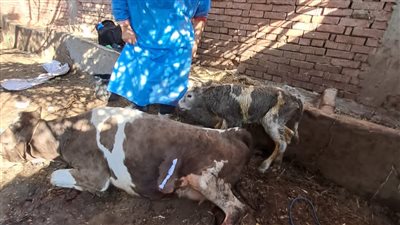 شاهد| إنقاذ بقرة وجنينها من الموت بواسطة ولادة قيصرية