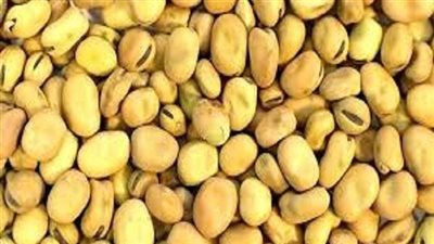 سعر الفول صباح اليوم الأربعاء عند تاجر الجملة