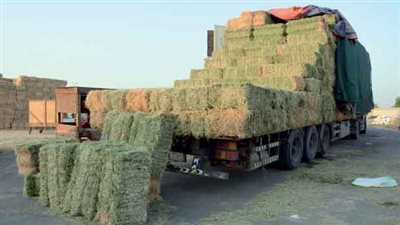 ارتفاع سعر طن العلف 200 جنيه صباح اليوم الأربعاء