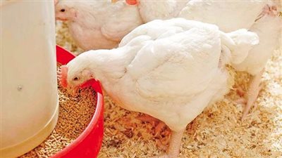 أسعار الدواجن اليوم الأربعاء من أرض المزرعة.. الفراخ البيضة بكام