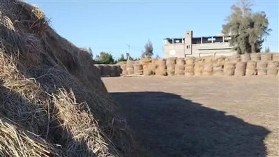  ضبط 250 طن بصل بدمياط 