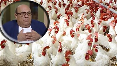 عميد الطب البيطري الأسبق يكشف سبب ارتفاع أسعار الدواجن