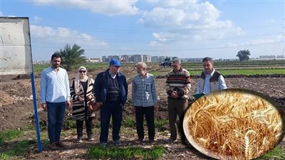 أمراض النباتات يتابع محصول القمح بالأراضي الزراعية