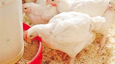 أسعار الدواجن صباح اليوم السبت بالأسواق المصرية والمزرعة