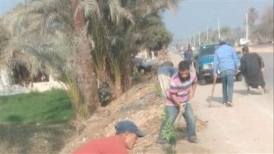 زراعة أشجار مثمرة بشوارع المنيا