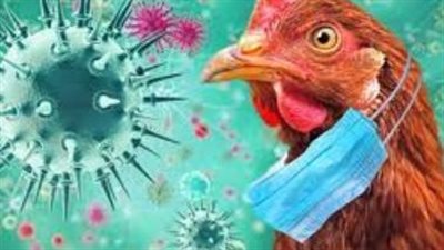 عميد الطب البيطري الأسبق: إنفلونزا الطيور أدت لوفاة 14 مواطنا في مصر