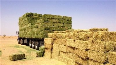 أسعار الأعلاف في الأسواق المصرية اليوم الأحد 